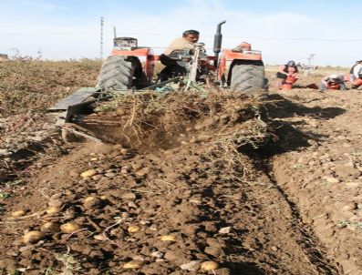 Nevşehir`de Patates Üretiminde Yaşanan Düşüş