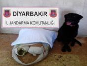 Buğday Torbasından Esrar Çıktı