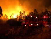 İzmir'in ciğerleri kül oldu