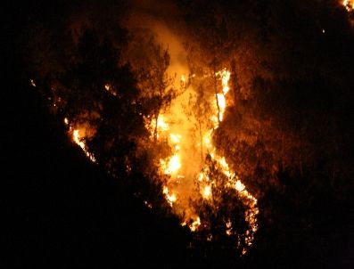 Sakarya`daki Orman Yangını Kontrol Altında