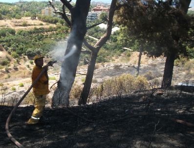 Alanya’daki Orman Yangınında Kaplumbağalar Telef Oldu