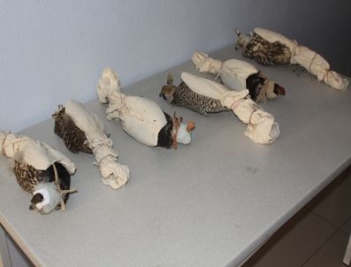 Atmacaları Aracın Motor Kaputunda Kaçırmaya Çalışmışlar