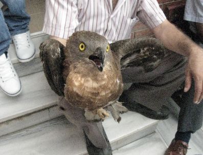 Avcıların Yaraladığı Şahin, Yetkililere Teslim Edildi