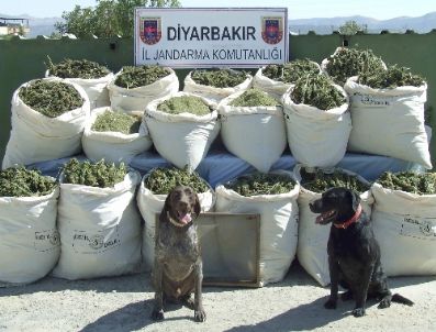 Diyarbakır’da 485 Kilo Esrar Ele Geçirildi