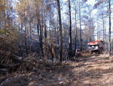 Manavgat`taki Orman Yangını