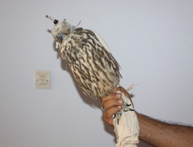 Otomobilin Motor Kısmından Atmaca Çıktı