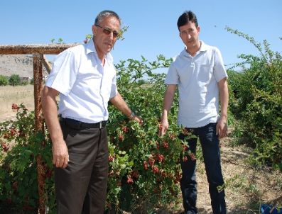 DEVLET PLANLAMA TEŞKILATı - Sdü Çiftçilere Alternatif Ürün Olarak Böğürtlen ve Ahududu Üretiyor