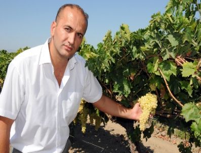 Üzümün 5 Yeni Çeşidi Daha Tescillendi