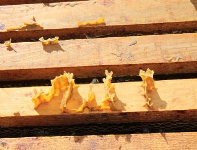 Arı Kovanında Allah Yazısı