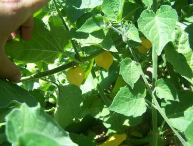 Karaman`da Altın Çilek Hasadı Başladı