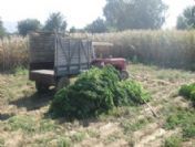 Ödemiş`te Esrar Operasyonu