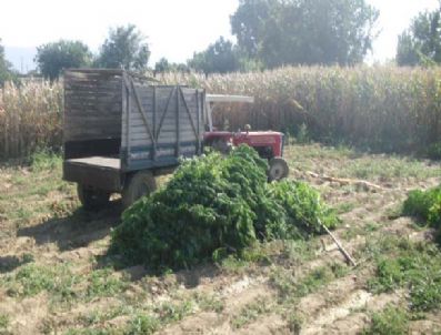 Ödemiş`te Esrar Operasyonu