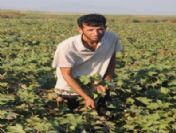 Tarladan Üniversiteye