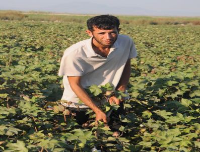 AHMET AKKUŞ - Tarladan Üniversiteye