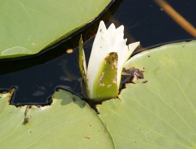 Bayramda Acarlar Longozu`nu Keşfedebilirsiniz