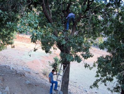 Bıttım Sakızı Geçim Kaynağı Oldu