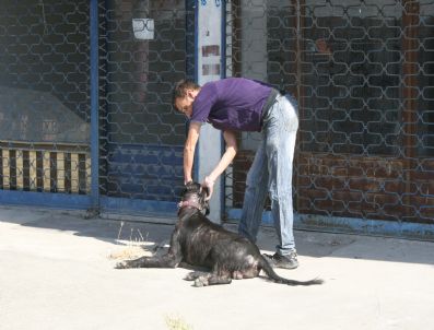Hasta Köpek Ekipler Tarafından Yakalandı