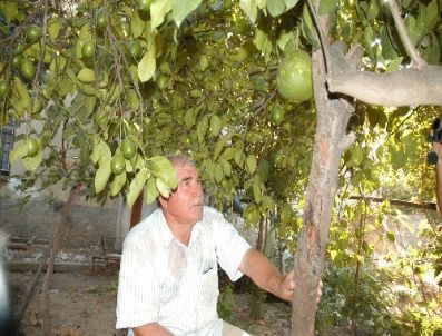 Kadirli’de Kavun Büyüklüğünde Limon