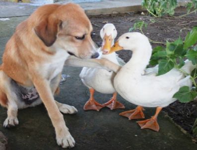 Köpek-ördek Dostluğu İlgi Odağı Oldu