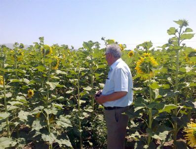 Yağlık Ayçiçek Ekimi Yapıldı