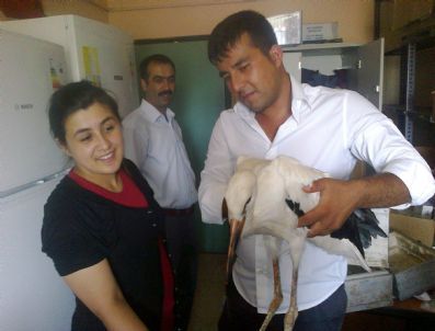 Çatıdan Düşen Yavru Leylek Tedavi Edildi