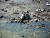 Dereler Kurudu Çöpler Meydana Çıktı