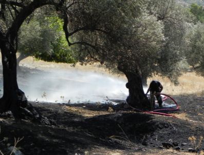 Foça`da Yangın Çıktı