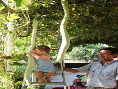 Yılan Kabağı İlgi Odağı Oldu