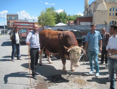 1,5 Tonluk Boğa Maşallah Dedirtiyor