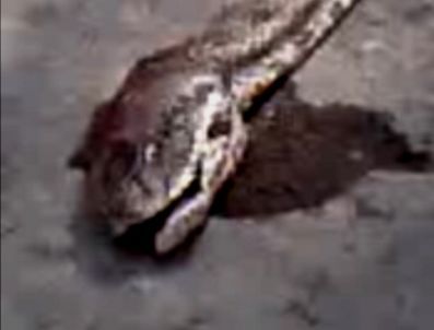 Balıkesir`de Dev Yılan Görenleri Hayrete Düşürüyor