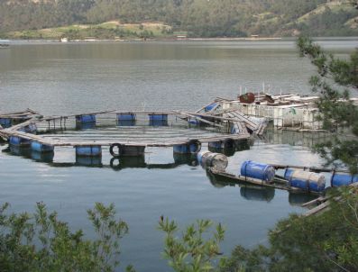 Su Ürünleri Tüketimi ve İhracatı Artıyor