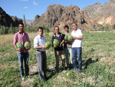 Tarlada Karpuz Pazarı