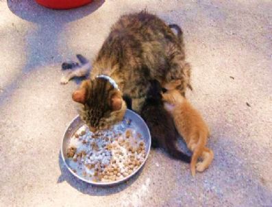 Anne Kedi ve Yavru Kedilerin Yemek Telaşı