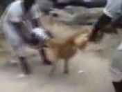 Köpeğin canını çıkardılar