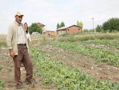 LOKMAN ÖZDEN - Sağanak Yağış ve Dolu Uçak Rotası Değiştirdi, Tarladaki Sebzeyi Talan Etti
