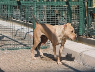 İzmir`de Belediye, Başıboş 59 Pitbull Cinsi Köpeği Topladı .
