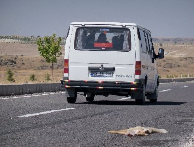 Aç Kalınca Şehre İnen Tilki Arabanın Altında Kaldı