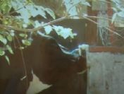 Çeşmeyi Açıp Su İçen İnek Görenleri Şaşırttı