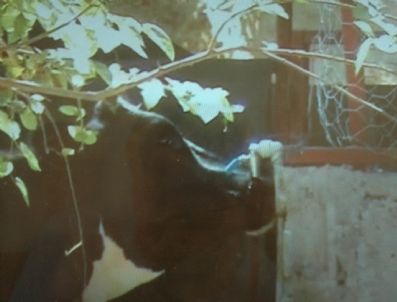 Çeşmeyi Açıp Su İçen İnek Görenleri Şaşırttı