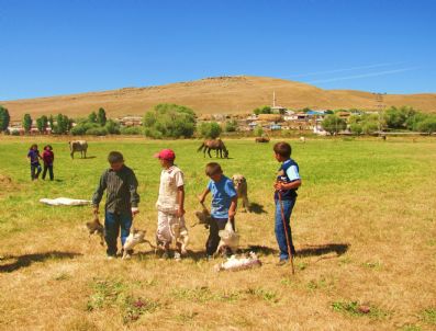 Kars`ta Tilkilerin Saldırısına Uğrayan 22 Kaz Telef Oldu