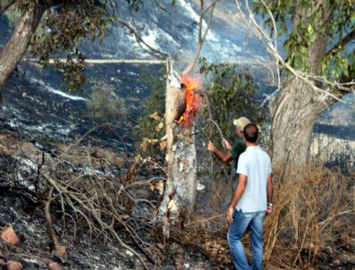 Tunceli`de Orman Yangını