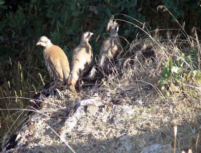 Bilecik`te 500 Kınalı Keklik Doğaya Salındı