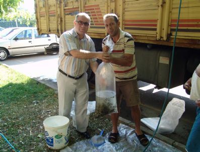 Bursa`da Göl ve Göletlere 5 Yılda 2 Milyon Balık Yavrusu Bırakıldı