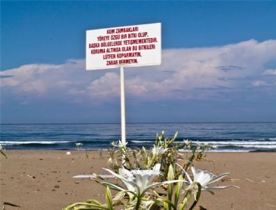 Koruma Altına Alınan Kum Zambakları Çiçek Açtı