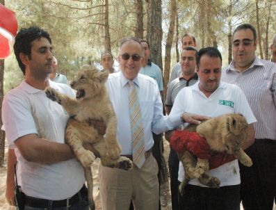 Ortadoğu’nun En Büyük Hayvanat Bahçesinde İkiz Aslan Doğdu