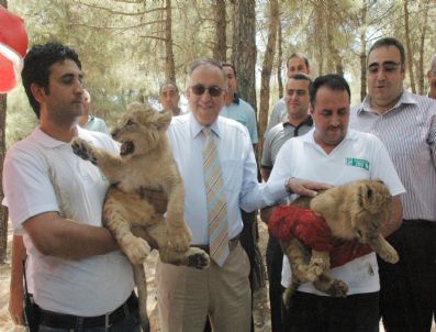 ZEYNA - Ortadoğu’nun En Büyük Hayvanat Bahçesinde İkiz Aslan Doğdu