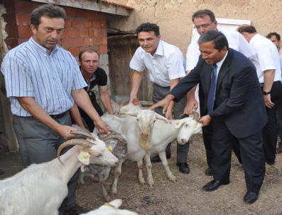 Sandıklı`da Köylülere Kura İle Saanen Keçi