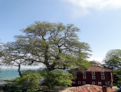 Orman Fakültesi, Beyazıt Çınarını İnceledi