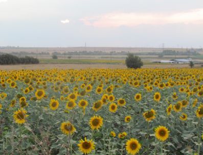 Trakya Ayçiçeğiyle Sarıya Boyandı