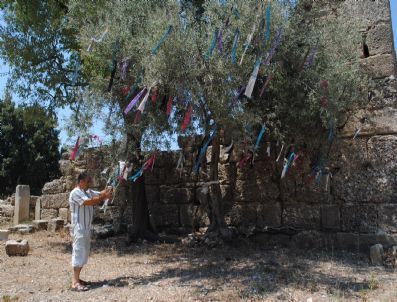 Çevre Kirliliğini, Zeytin Ağacına Çaput Bağlayarak Önledi